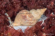 Buccinum undatum from Krakvika, Skjerstad Fjord, Norway