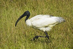 Indverski íbis (Threeskiornis melanocephalus)