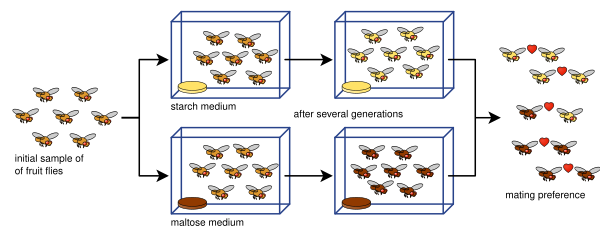 Drosophila speciation experiment