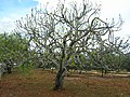 Feigenbaum im Frühjahr