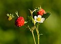 4627 Askøy markjordbær Fragaria vesca