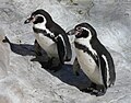 Pareja de pingüinos de Humboldt.