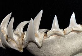 Lower teeth