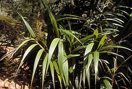 Joinvillea ascendens