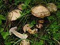 Suillus viscidus