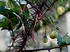 Solanum atropurpureum