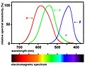 Spectral sensitivity curves of human photoreceptors