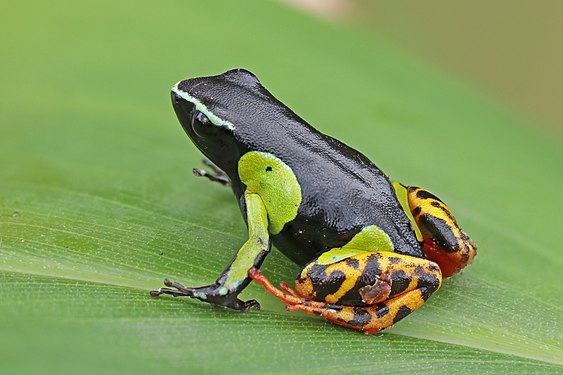 Variegated golden frog (Mantella baroni)