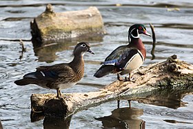 Wood Ducks