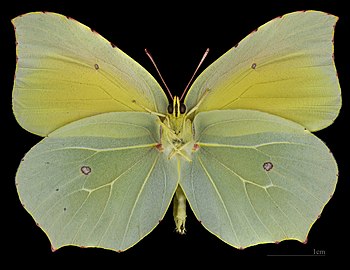 Gonepteryx cleopatra ♂ MHNT