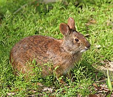 Marsh Rabbit.jpg