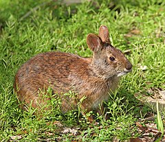 Description de l'image Marsh Rabbit.jpg.