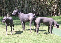 Xoloitzcuintle