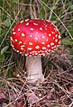 Amanita muscaria, a psychotropic mushroom commonly known as "fly agaric"