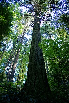 An old growth douglas fir towers in an old growth forest.jpg