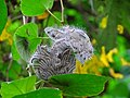 Baby caterpillars feeding on leaves