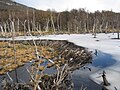 Beaver dam near Ushuaia, Tierra del Fuego, Argentina