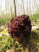 Gyromitra esculenta 2011-04-17.JPG