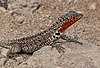 Galápagos lava lizard (Microlophus albermarlensis)