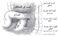 الحفرة الاثنا عشريّة العلويّة والسفليّة