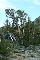 Iron Mountain, California