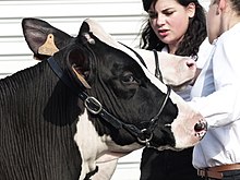 Photo de profil de la tête d'une génisse prim’holstein.