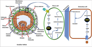 Steroïdogenese in theca- en granulosacellen.