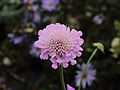 * Nomination Scabiosa columbaria 'Pink Mist'Attractive to bees and butterflies.-- Famberhorst 15:12, 23 December 2013 (UTC) * Promotion Very good quality. --Stepro 15:25, 23 December 2013 (UTC)