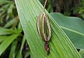 Fissurizidale Kapselfrucht von Spathoglottis plicata (Orchidaceae)