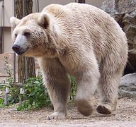 Ursus arctos syriacus.