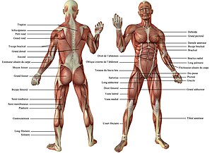 Vue antérieure et postérieure des muscles du corps humain.jpg