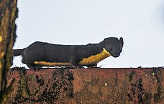 Description de l'image Yellow_bellied_weasel,_Shillong,_India.jpg.