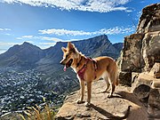 A two-year-old dog of unknown parentage, possibly Australian Shepherd and Golden Retriever