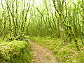 La forêt du Duc, une forêt moussue 2.