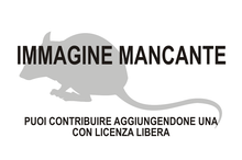 Immagine di Maxomys moi mancante