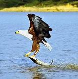 African fish eagle