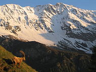 Iklim Alpine di Savoie (perhatikan Alpine Ibex sebelah kiri).