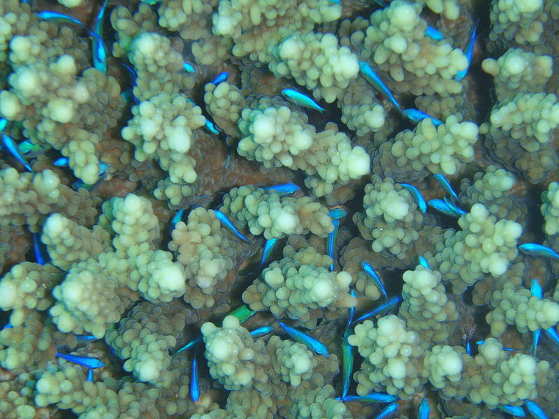 File:Chromis viridis.JPG