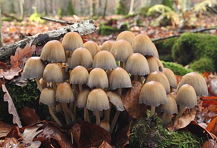 Coprinellus micaceus (Mica Cap)