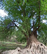 Taxodium mucronatum