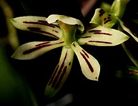 Prosthechea calamaria