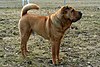 Shar Pei (Cina)