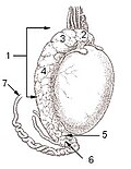 Thumbnail for File:Illu testis surface.jpg