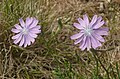 Lactuca perennis Germany - Hohenlohe