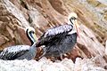 Islas Ballestas, Peru