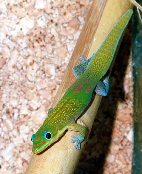 File:Phelsuma l. laticauda.jpg