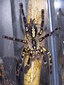 Poecilotheria ornata, Weibchen