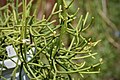 Rhipsalis teres forma heteroclada