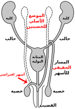 Thumbnail for File:Route of vas deferens ar.svg