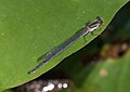 Ischnura heterosticta, brown female